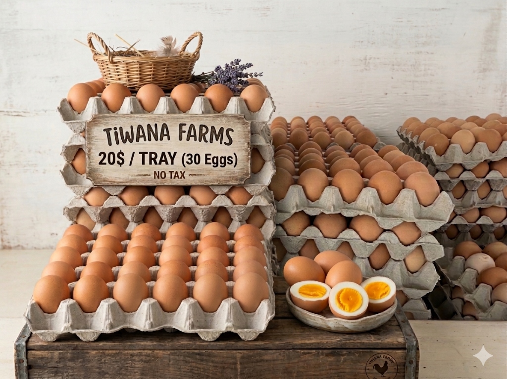 Farm Fresh Eggs